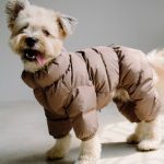 flyverdragt hund