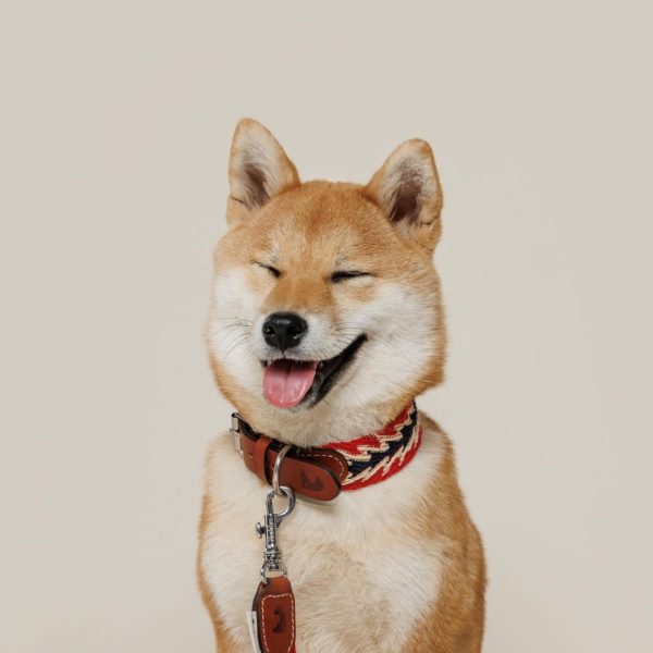 Buddys Dogwear Peruvian Arrow // Bredt og let halsbånd (rød)