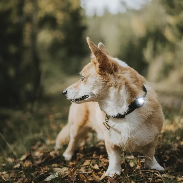 Orbiloc dog dual // Waterproof and impact-resistant dog light (dark)