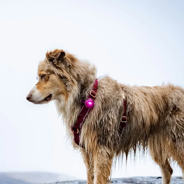 Orbiloc dog dual // Waterproof and impact-resistant dog light (pink)