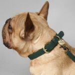 hundehalsbånd westie
