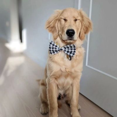 butterfly til hund