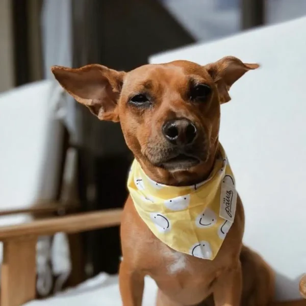 bandana hund