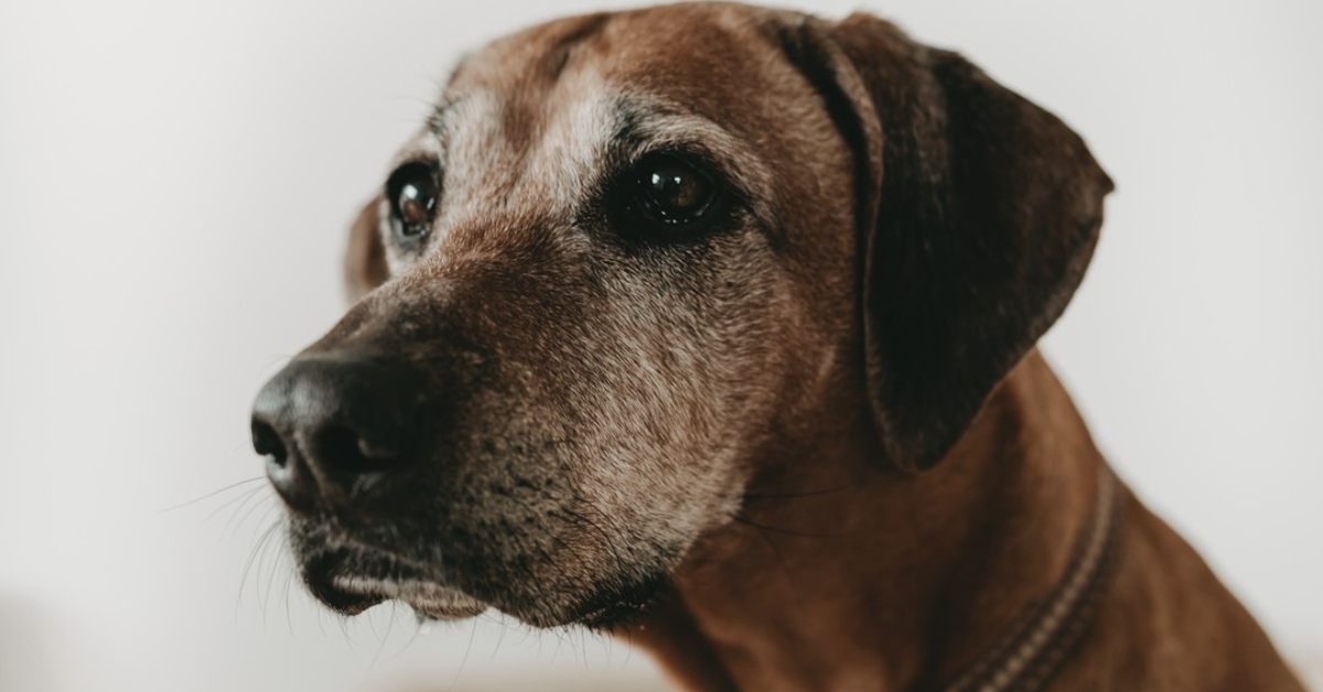 senior hund