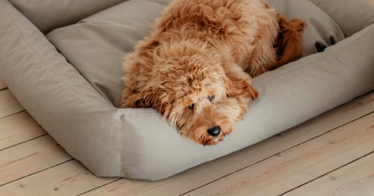 vaskbar hundeseng