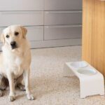 foderstativ til hunde