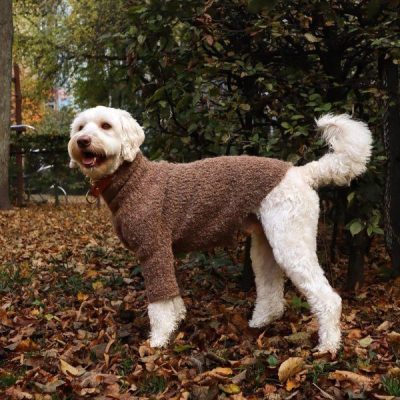 teddy sweater