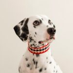 rødt hundehalsbånd