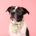 bandana hund
