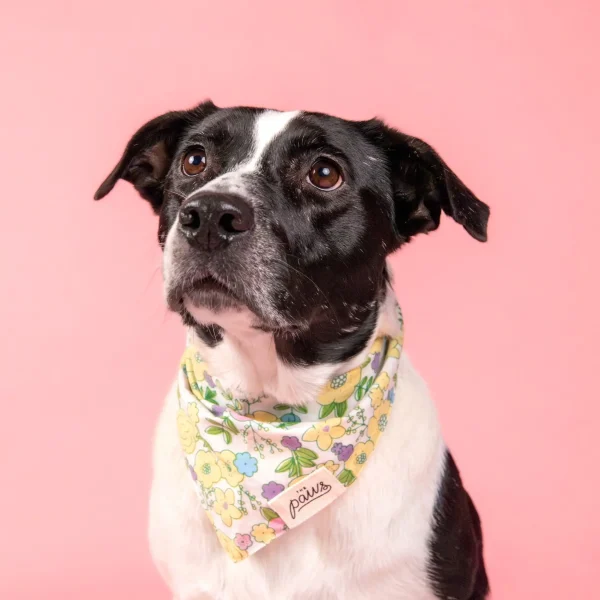 bandana hund