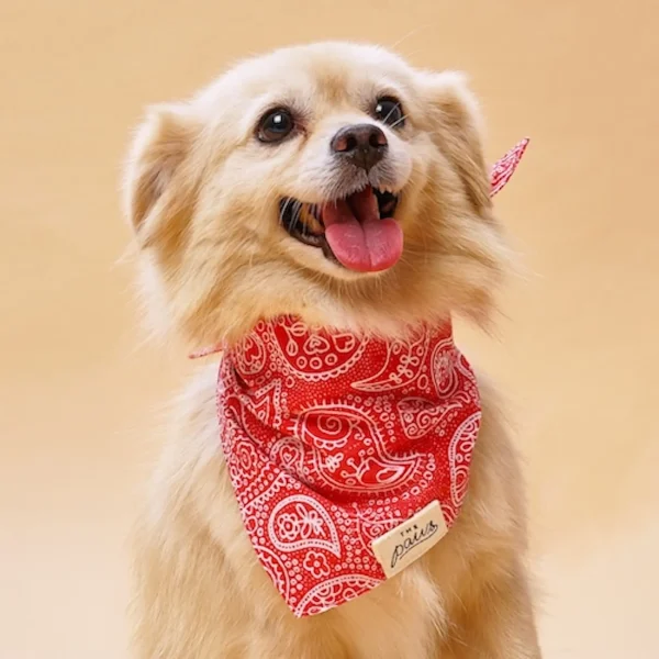 bandana hund