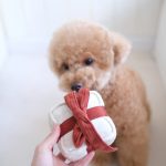 gave til hunden