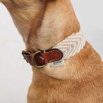 pænt hundehalsbånd
