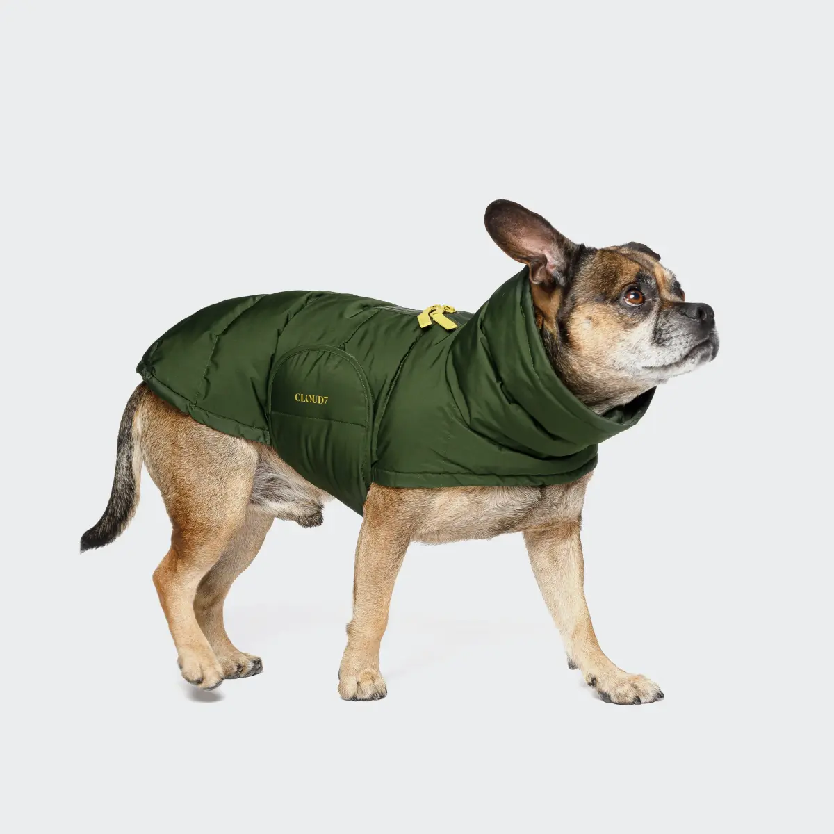 cloud7 fransk bulldog