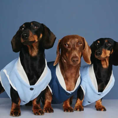 hundejakke