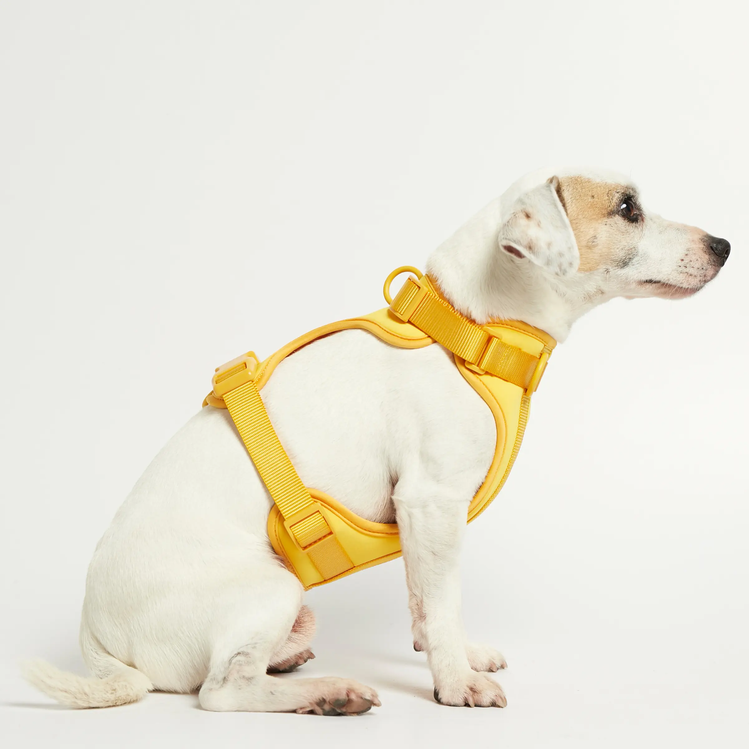 hundesele stor hund