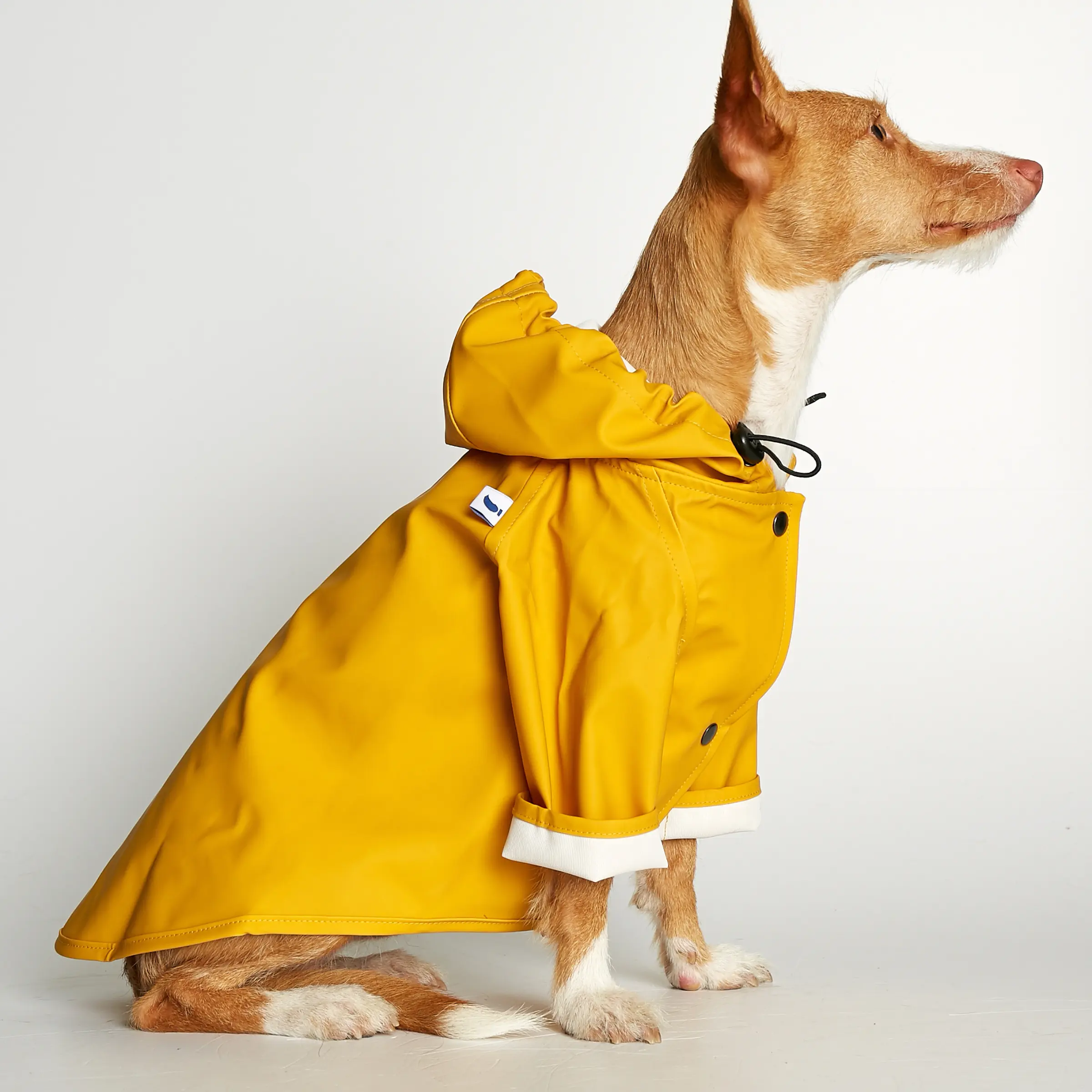 regnjakke hund