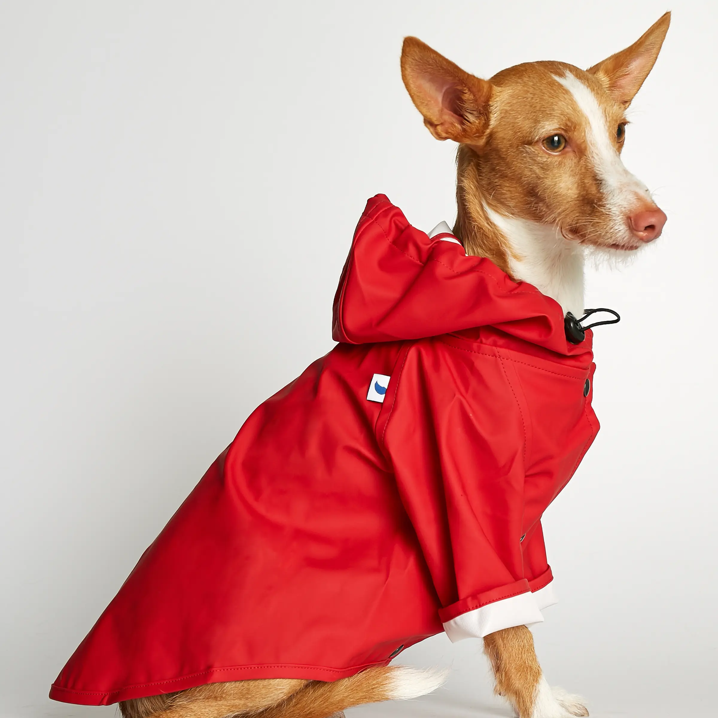 regnjakke hund