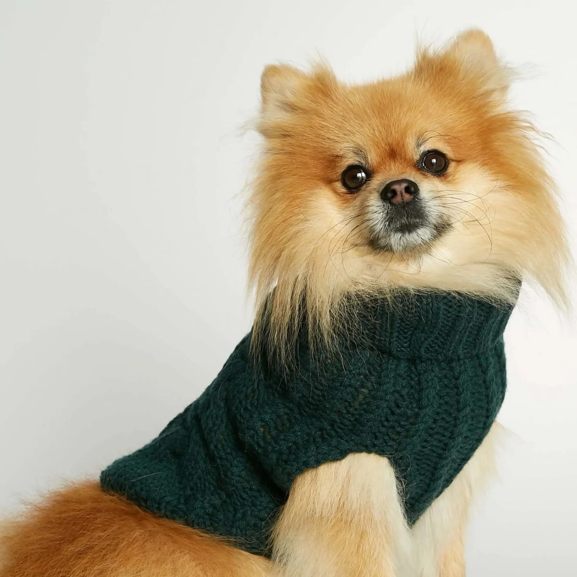 hundesweater