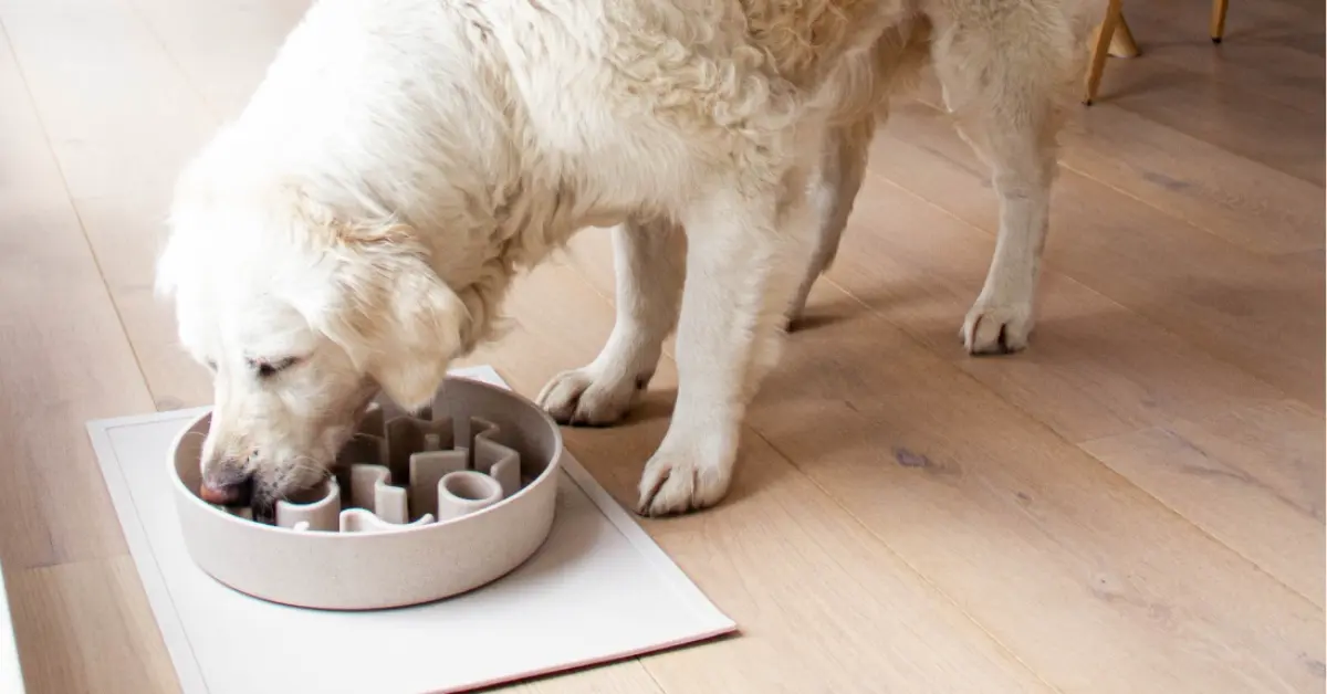 slowfeeder hund
