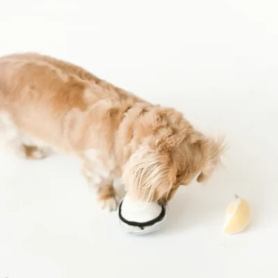 legetøjssæt hund